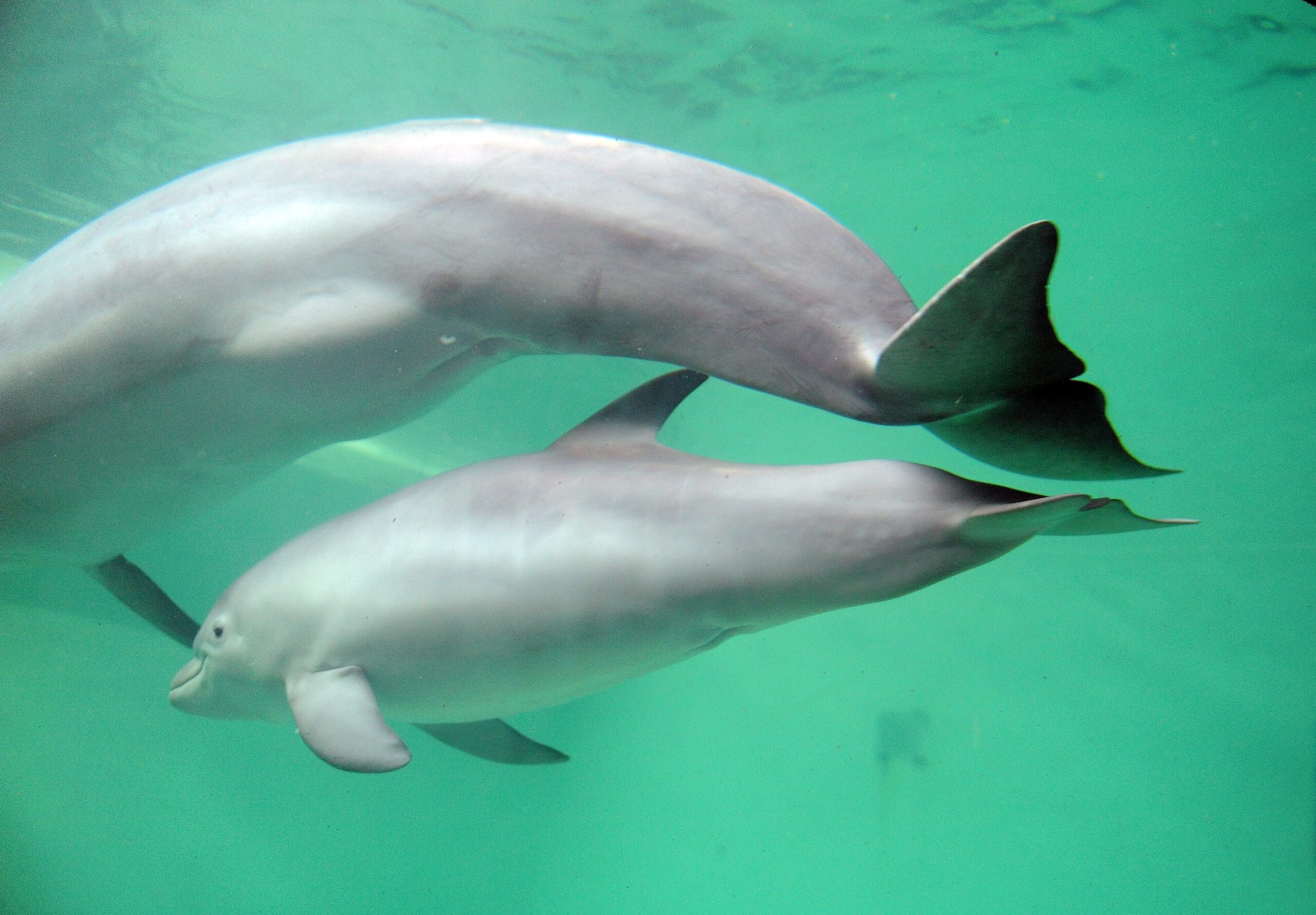 Erstmalig in der Geschichte der Delfinhaltung in Deutschland wurden im Delfinarium des Zoo Duisburg gleich drei Jungtiere nahezu zeitgleich geboren. Bei der Vorstellung am 17. Oktober war nur Dörte mit Mama Delphi zu sehen.
