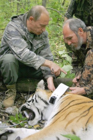 ...da wahrscheinlich seine inszenierte Tigerjagd gewesen. Gemeinsam mit dem Wissenschaftler Vyacheslav Razhanov brachte er 2008 einen GPS-Sender an der Raubkatze an. Nicht nur im Wald, auch...