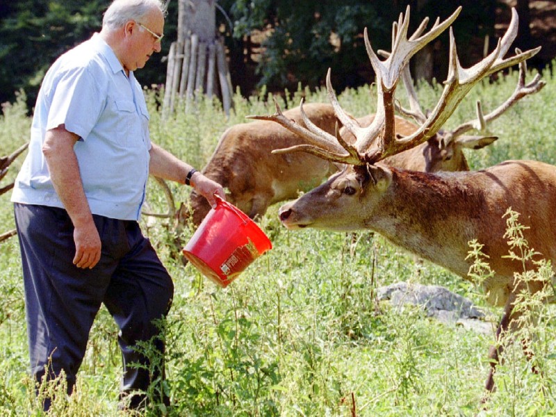 Der Tierfreund: Für die Pressefotografen fütterte Helmut Kohl im Sommerurlaub am österreichischen Wolfgangsee 1994 das Wild. Der Wolfgangsee war ein beliebtes Ferienziel der Kohls. 
