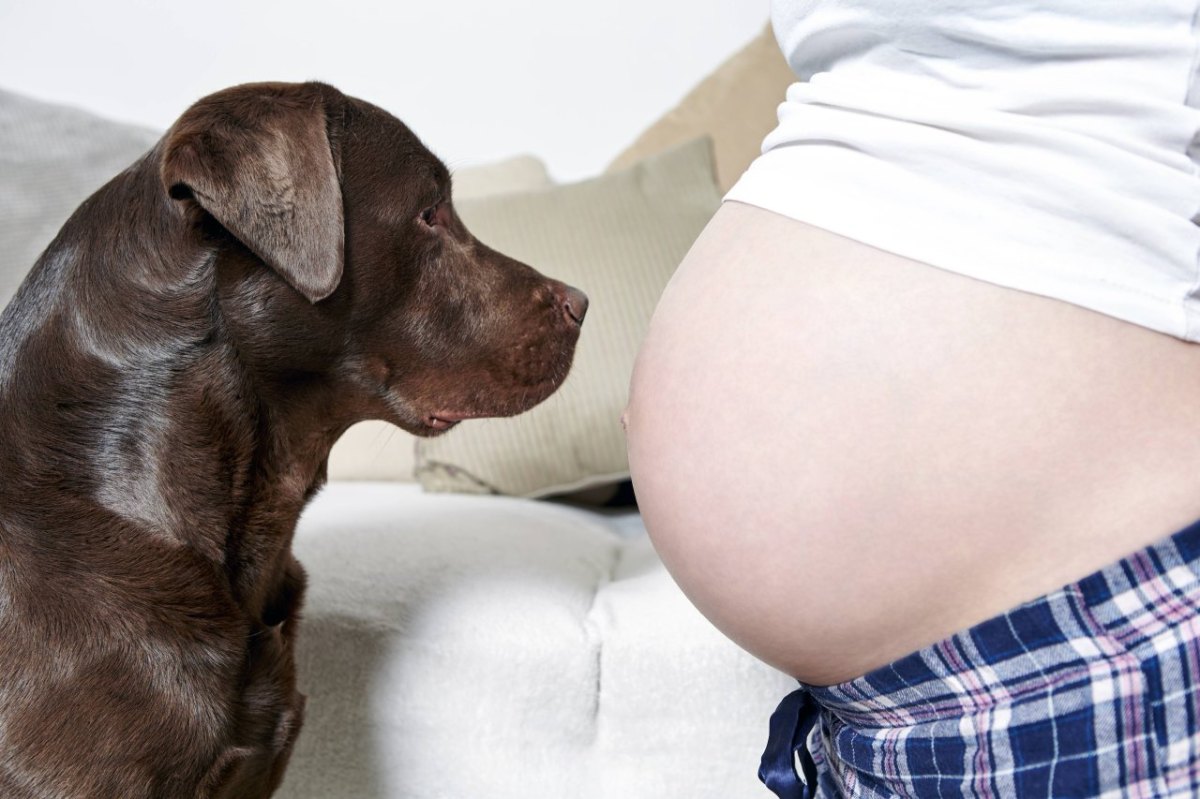 schwangere-hund.jpg