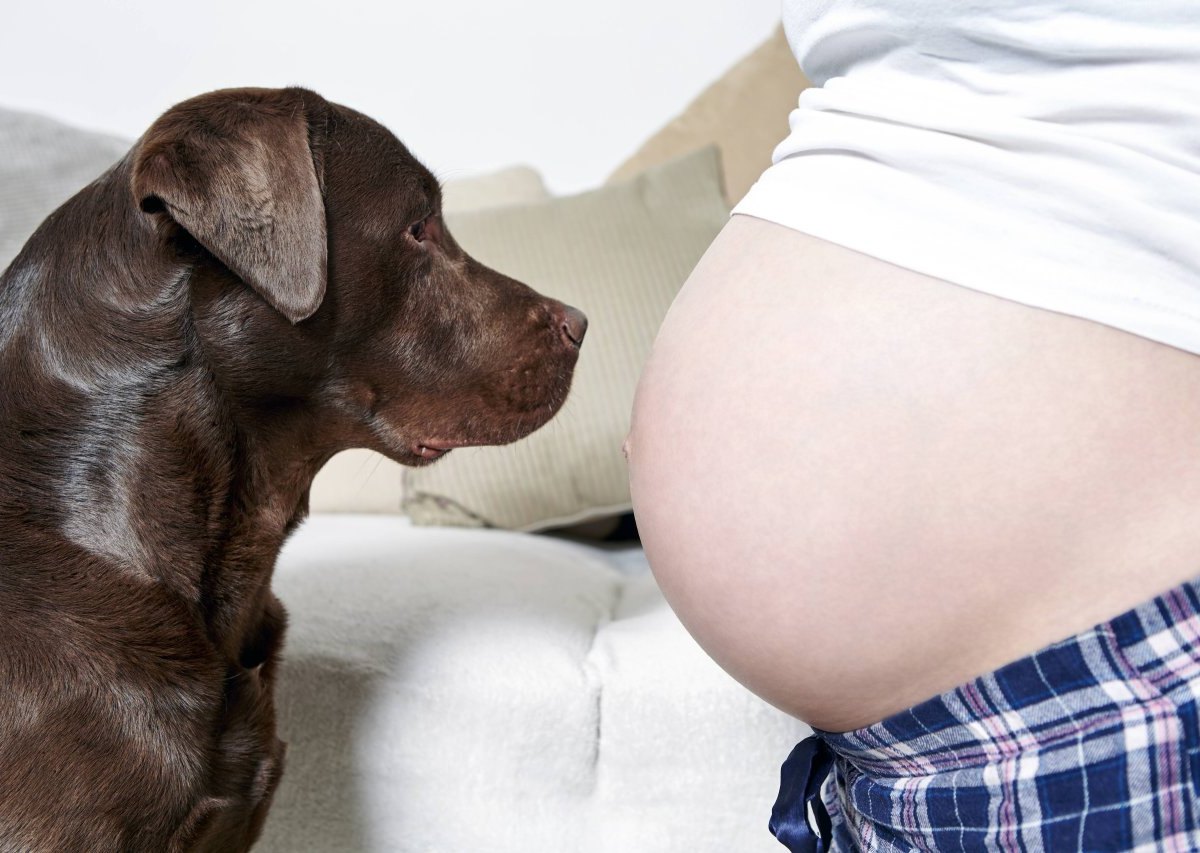 schwangere-hund.jpg