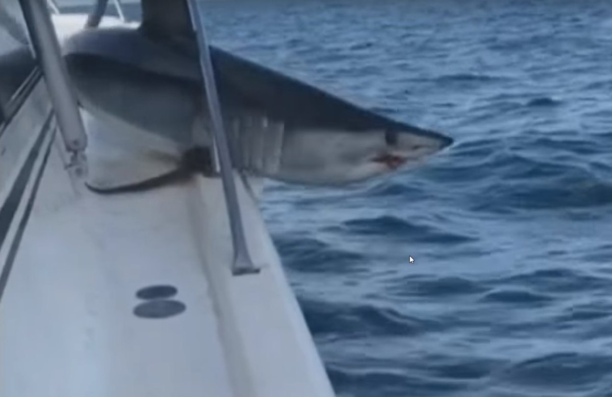 shark-jumps-on-boat~1646abd3-2d2b-440a-a861-9fd818d7a8e2.jpeg