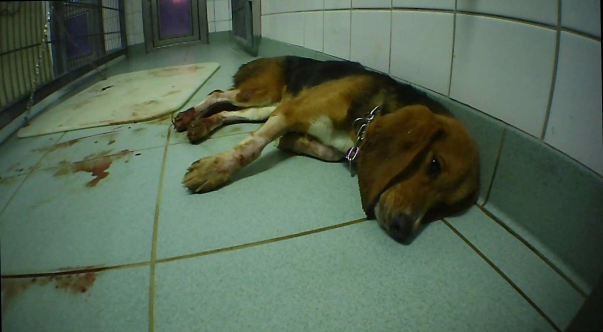 sterbender Beaglehund_StudieSchweiz_LPT2019.jpg