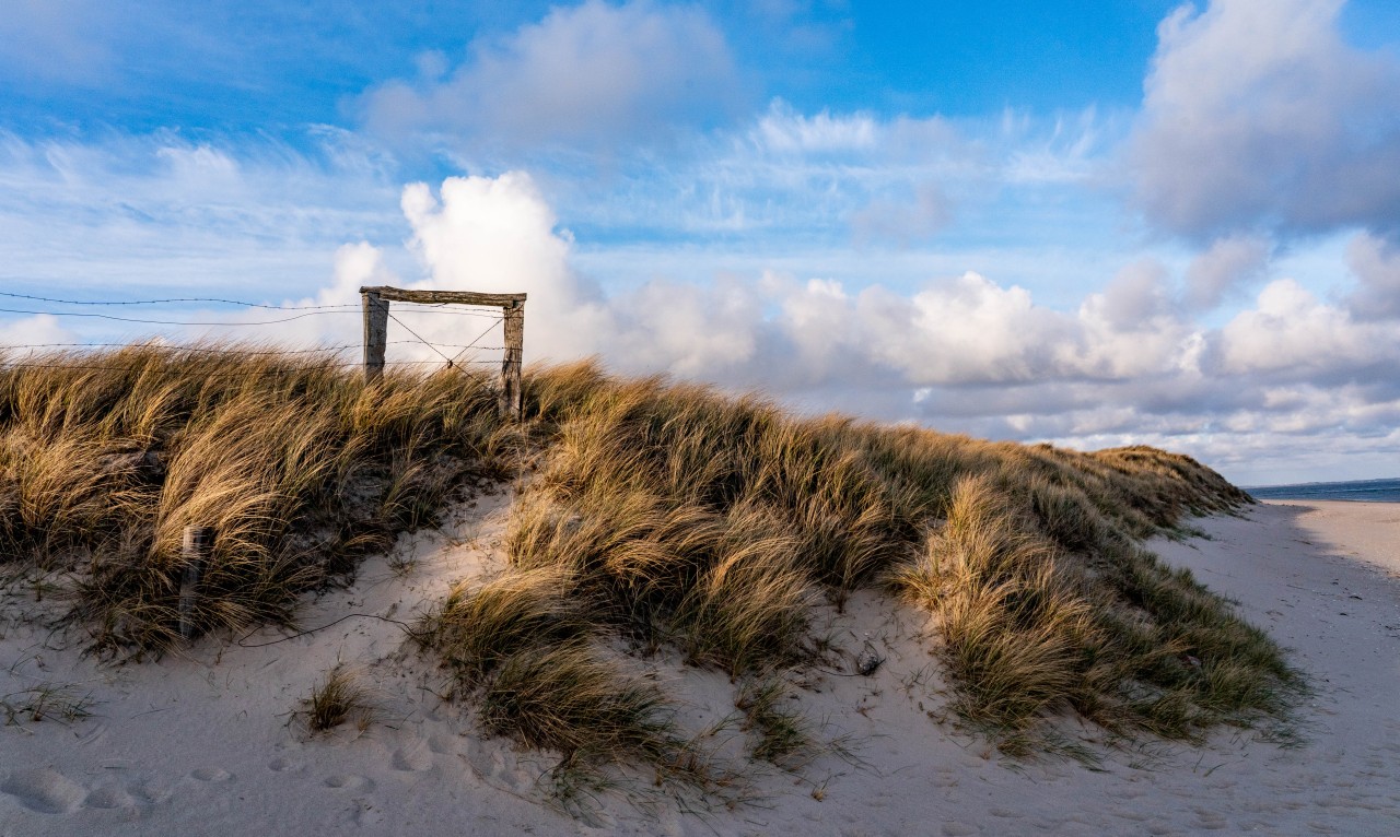 Urlaub an der Nordsee: Auf Sylt haben die Schafe Angst!