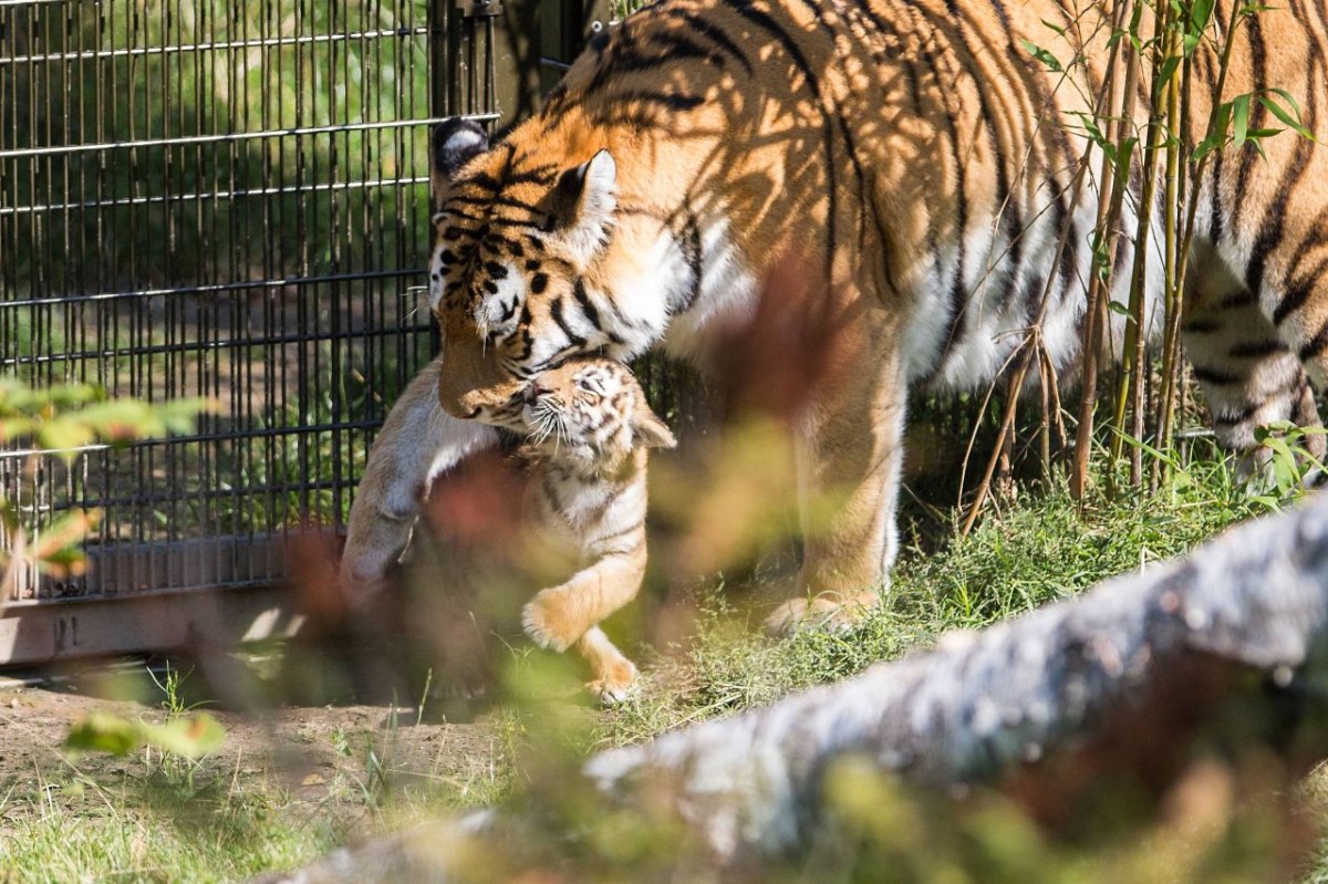 tiger-zoo-duisburg.jpg
