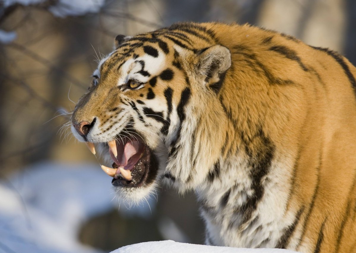 tiger-zoo.jpg