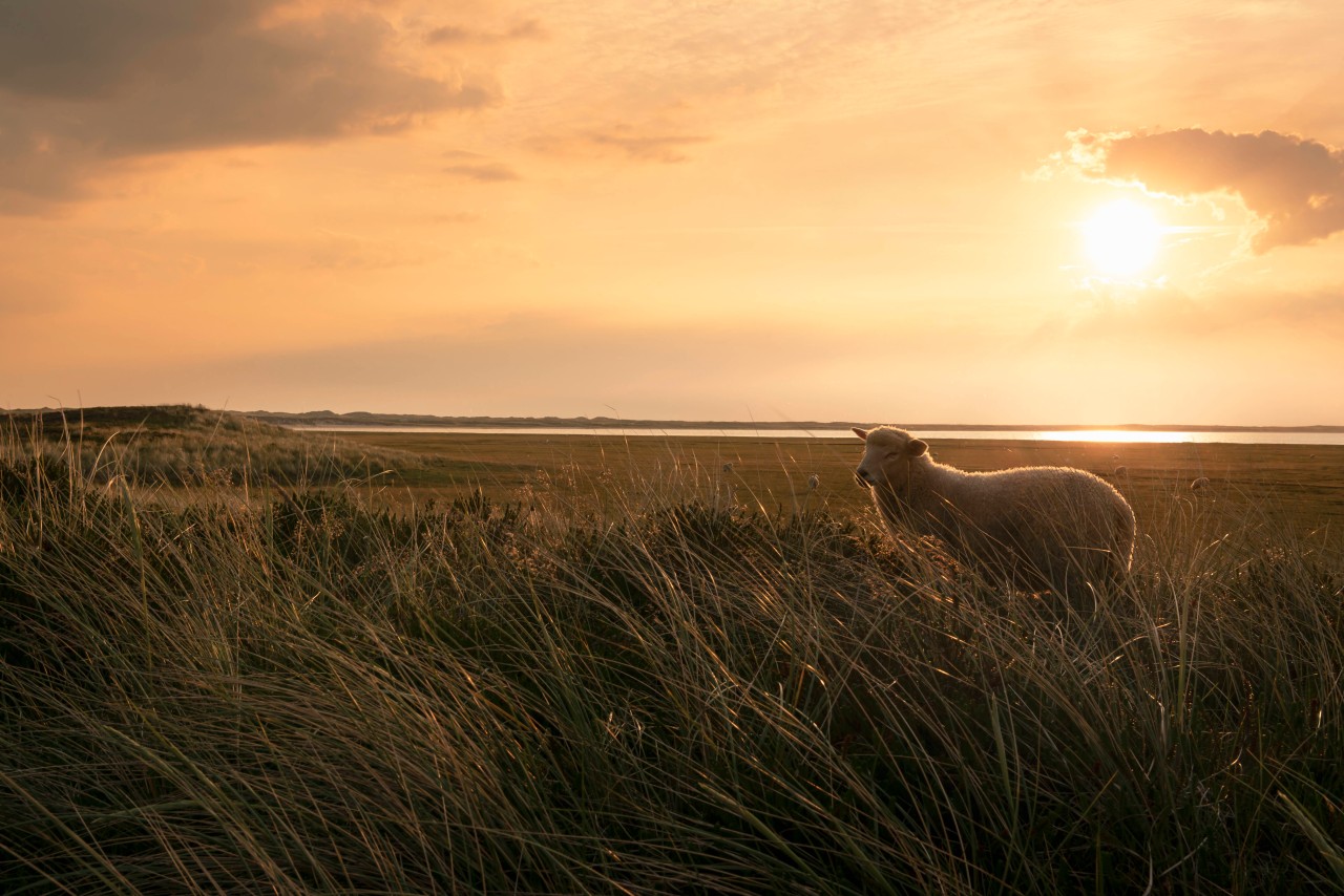 Urlaub an der Nordsee: Am Deich, wo die Schafe grasen, kommt es immer wieder zu grausamen Szenen durch Hunde. (Symbolbild)