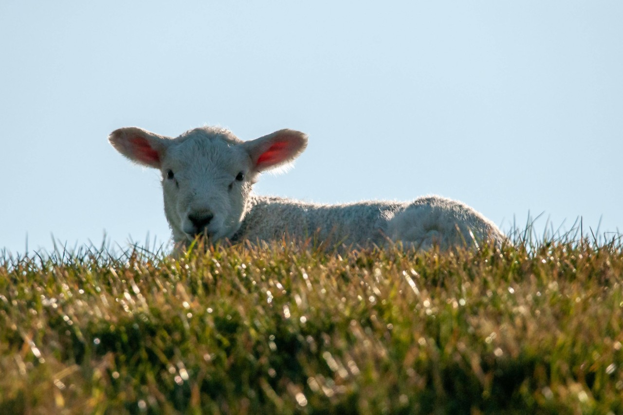 Urlaub an der Nordsee: Die Schafe am Deich sind stets auf der Hut. 
