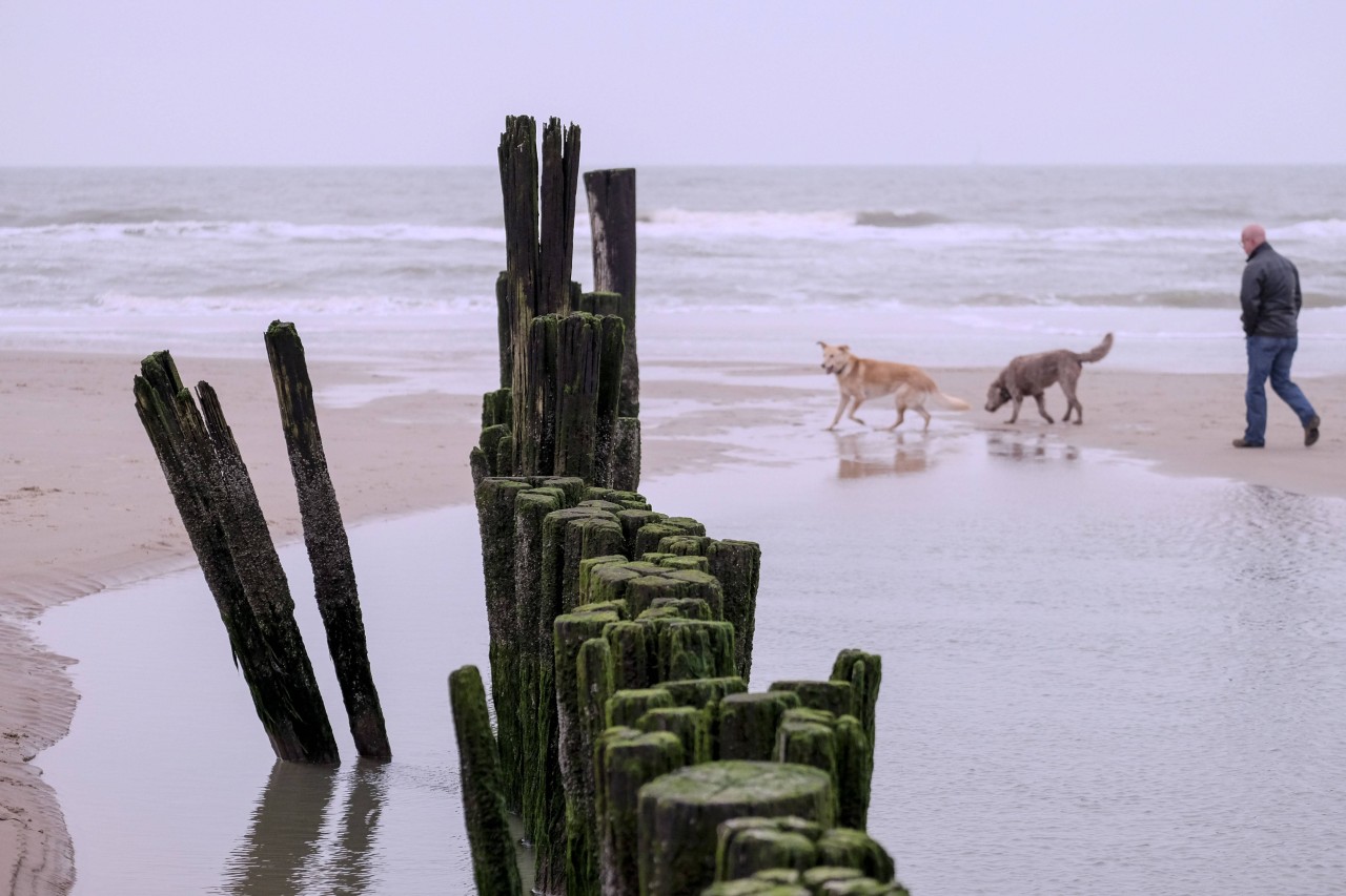 Urlaub an der Nordsee: Ein Mann wollte mit seinem Hund am Strand spazieren gehen. Plötzlich folgt der Schock. (Symbolbild)