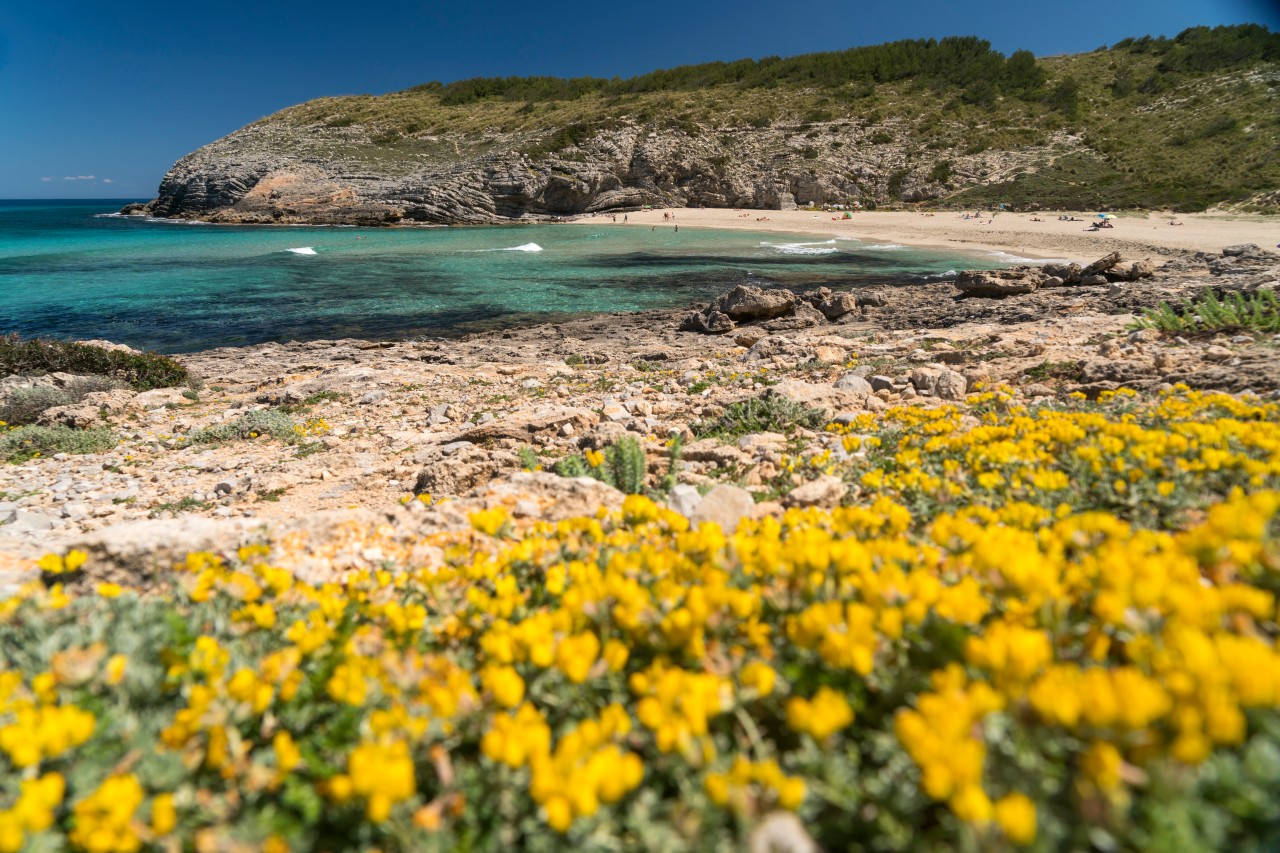 Urlaub auf Mallorca: Am Strand von Cala Torta sind häufig Quadfahrende unterwegs. 