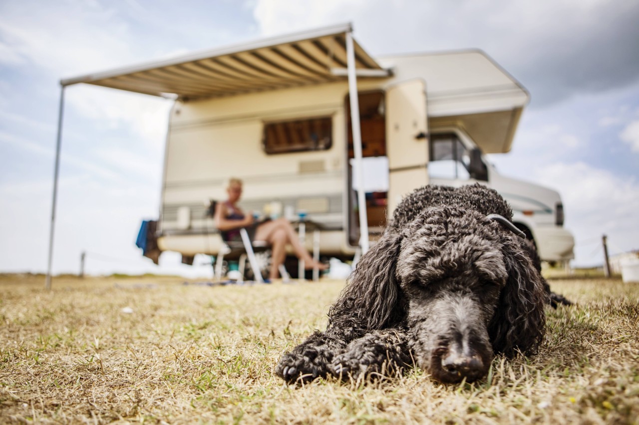 Urlaub auf dem Campingplatz: Camper haben einen einsamen Hund auf dem Platz gefunden und sich sofort um ihn gekümmert. (Symbolbild)