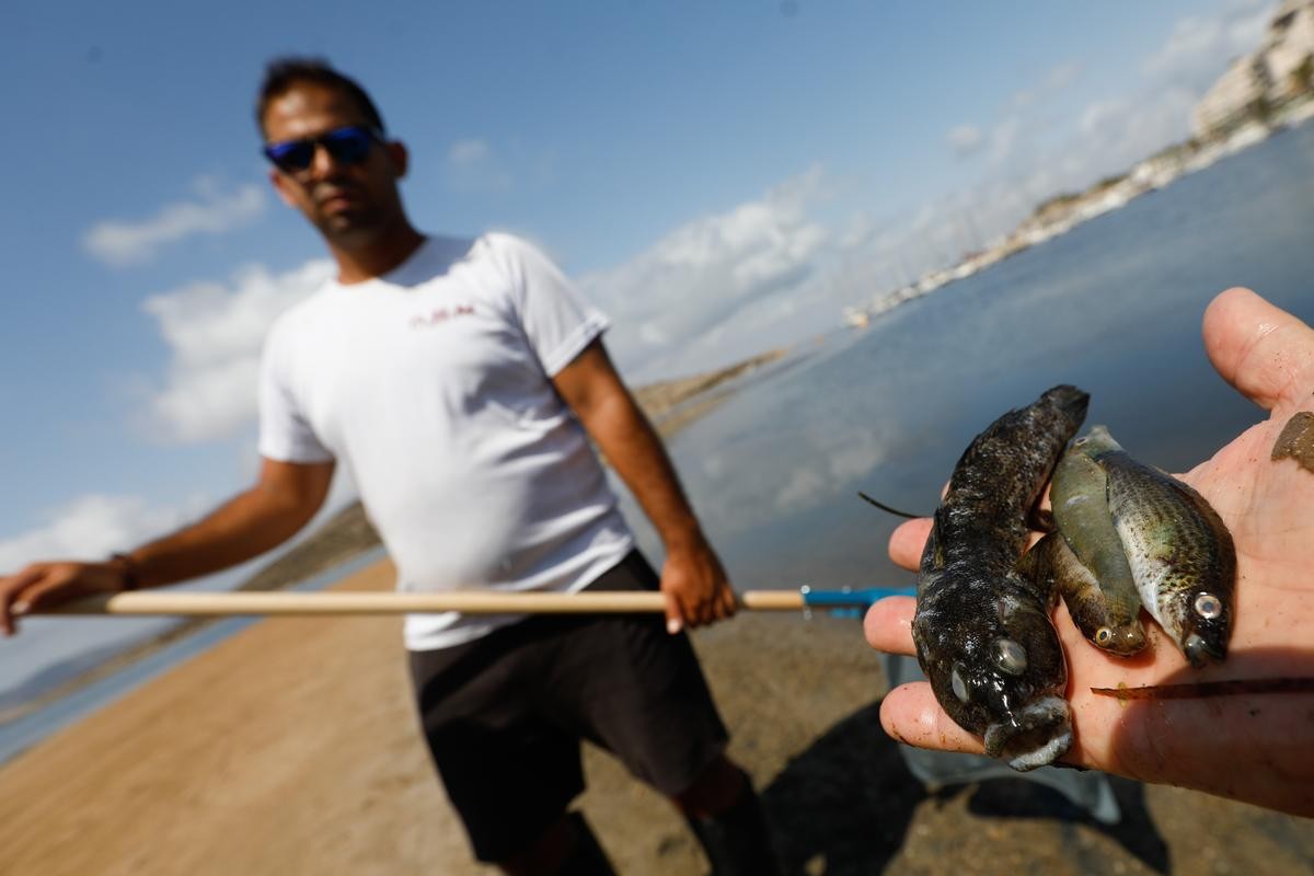 Urlaub in Spanien: Tote Fische am Mar Menor. 