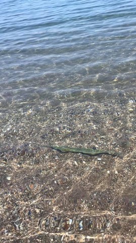 Urlaub auf Rhodos: Die Frau sah einen Flötenfisch im Meer.