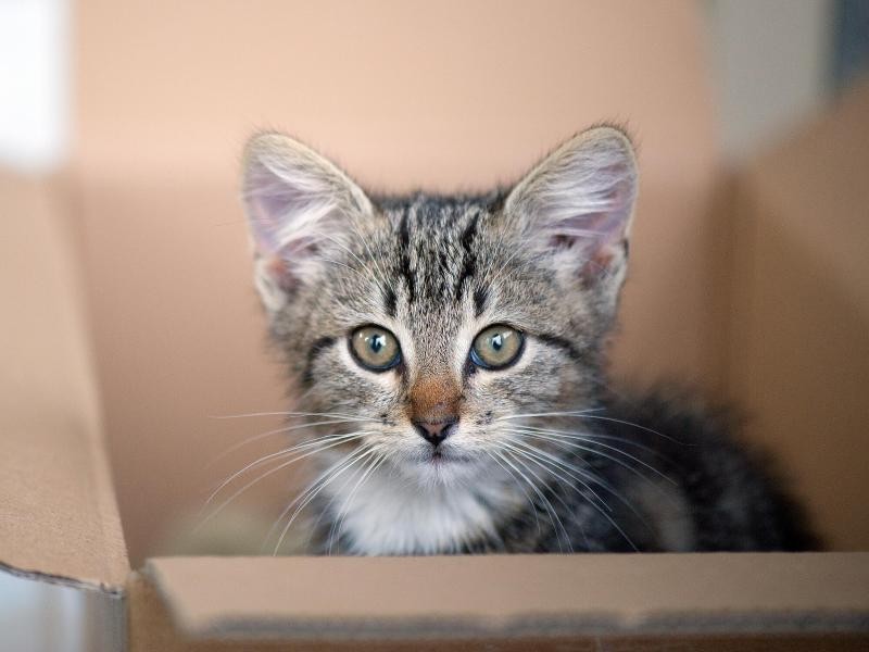 Katzen haben Spaß an den kleinen Dinge im Leben, wie zum Beispiel an einem simplen Pappkarton.