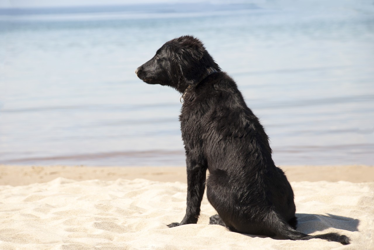 Hund: Ein Welpe wurde von seiner Besitzerin ins verletzt Meer geschmissen. (Symbolbild) 