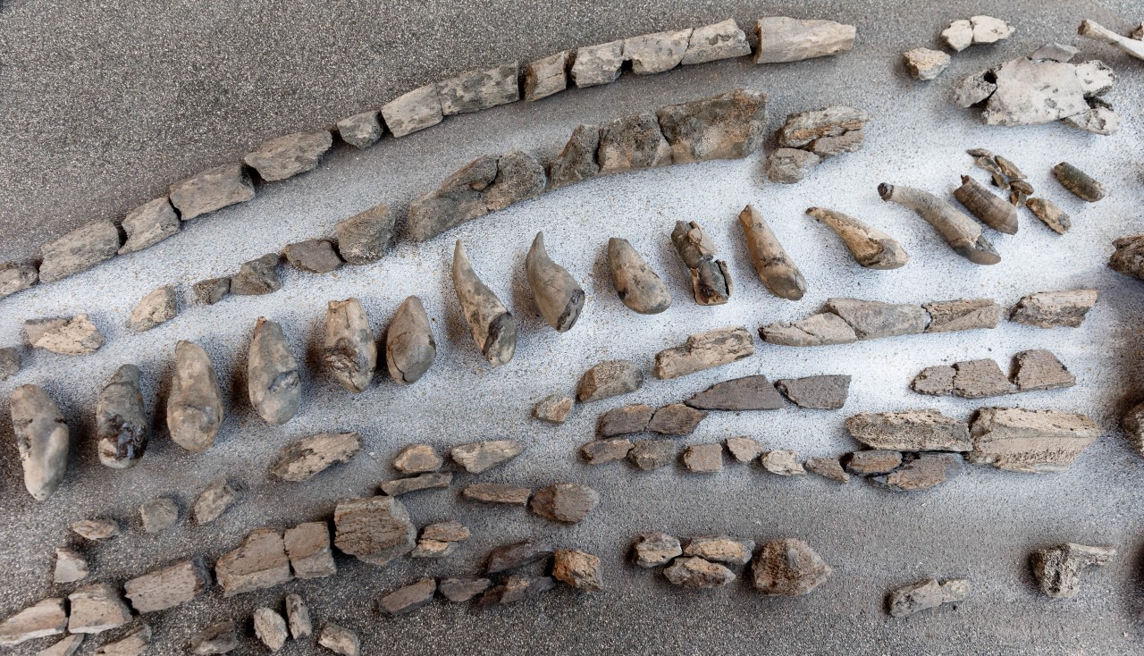 Fertig präparierte Zähne und Kieferteile eines 11 Millionen Jahre alten Urzeitwals, aus der Tongrube Pampau liegen auf einem Tisch.