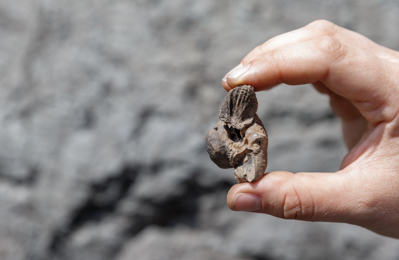 Wissenschaft: Der Gehörknochen eines rund 11 Millionen Jahre alten Urzeitwals, den sie in der Tongrube Pampau gefunden haben. 