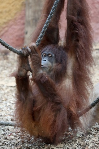 Orang-Utan-Dame Suma hat Geburtstag! Die Mitarbeiter im Zoo Dortmund haben ihr ein besonders leckeres Geschenk gemacht. (Archivbild)