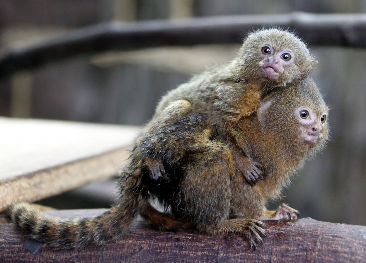 zoo dortmund 2.jpg