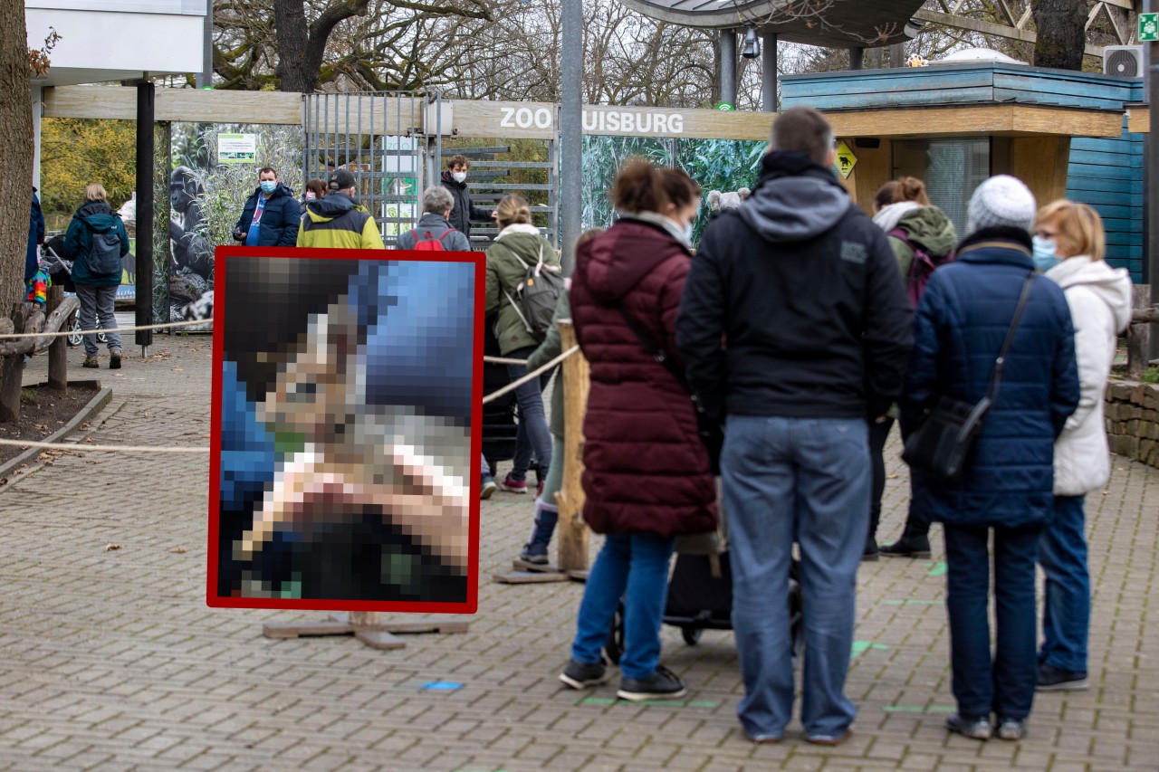 Zoo Duisburg: Mini-Nachwuchs begeistert die Fans. 