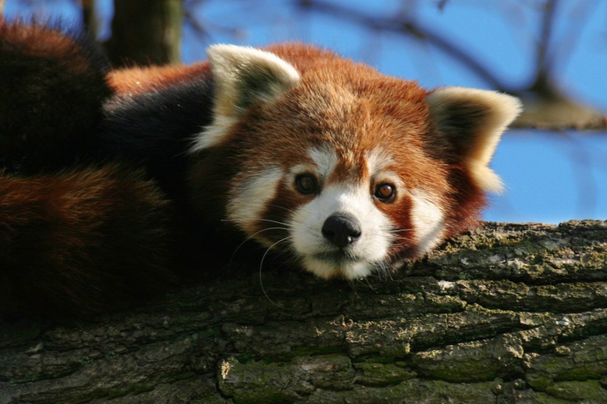 zoo-duisburg-kleiner-panda