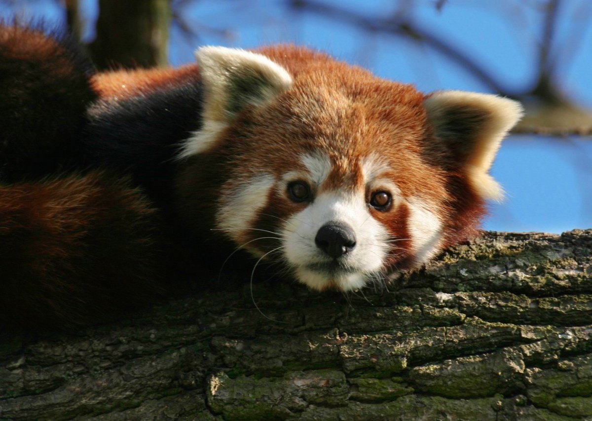 zoo-duisburg-kleiner-panda