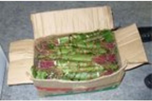 Karton voller Khat, eine Kaudroge aus Afrika. Foto: Zoll 