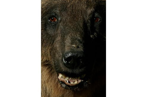 ... der Braunbär Bruno. Inzwischen nur noch ein Präparat, wilderte Bruno 2008 durch bayerische Wälder und...