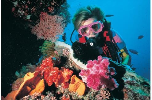 Am Great Barrier Reef kann man im lauwarmen Wasser die Unterwasserwelt erkunden...
