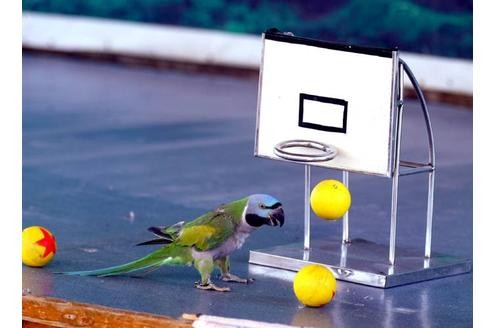 Was es nicht alles gibt: Papagei spielt Basketball anlässlich der Special Birds Olympics in Shenyang.