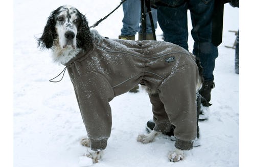 Dieser Hund wurde gegen die Kälte in einen Ganzkörperanzug gehüllt.