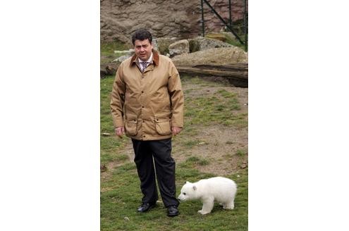... war Eisbär Knut nicht. Er sorgte trotzdem für viel Rummel rund um sein Gehege im Berliner Zoo. Im Umgang mit SPD-Politiker Sigmar Gabriel gibt sich Knut jedenfalls handzahm. Anders als...