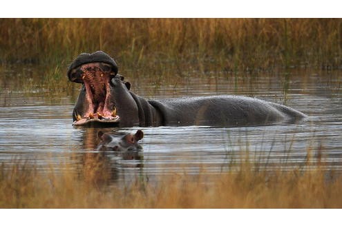 Und bei dem heißen Klima im Nationalpark Pilanesberg in Südafrika gehen sogar die Nilpferde gerne mal ins Wasser...