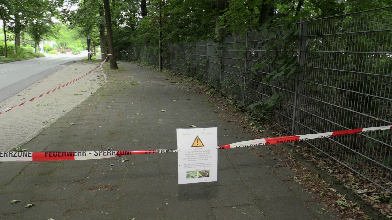Die Weißensteinstraße in Langenfeld musste wegen Eichenprozessionsspinnern abgesperrt werden.