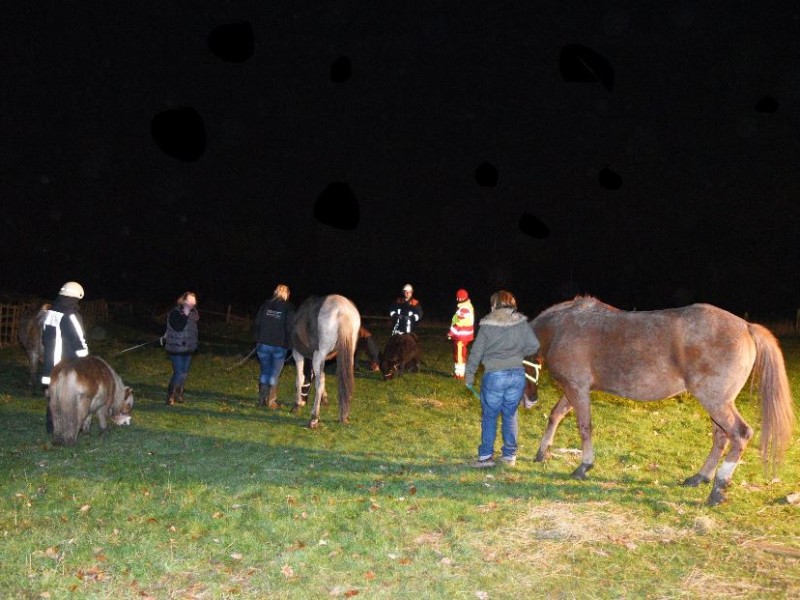 13 Pferde und mehrere Ziegen lebten bislang auf dem Hof. Am Donnerstagabend bekamen die Tiere plötzlich Krampfanfälle.