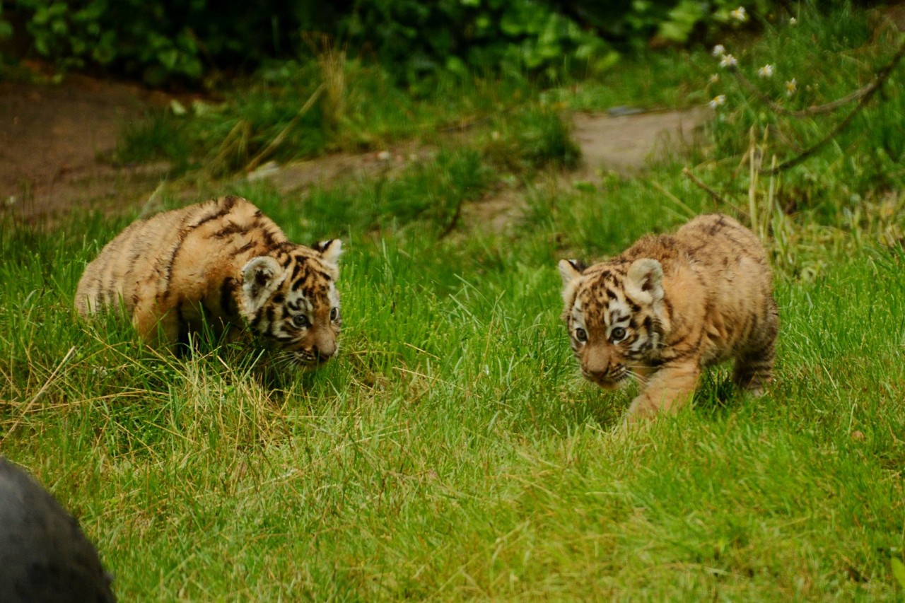Die erste Tour der kleinen Tiger im Außengehege.