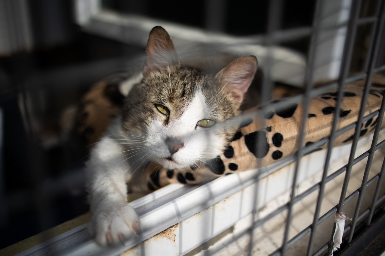 Tierheim in NRW: Eine Katze sollten aus einem unglaublichen Grund abgegeben werden. (Symbolbild)