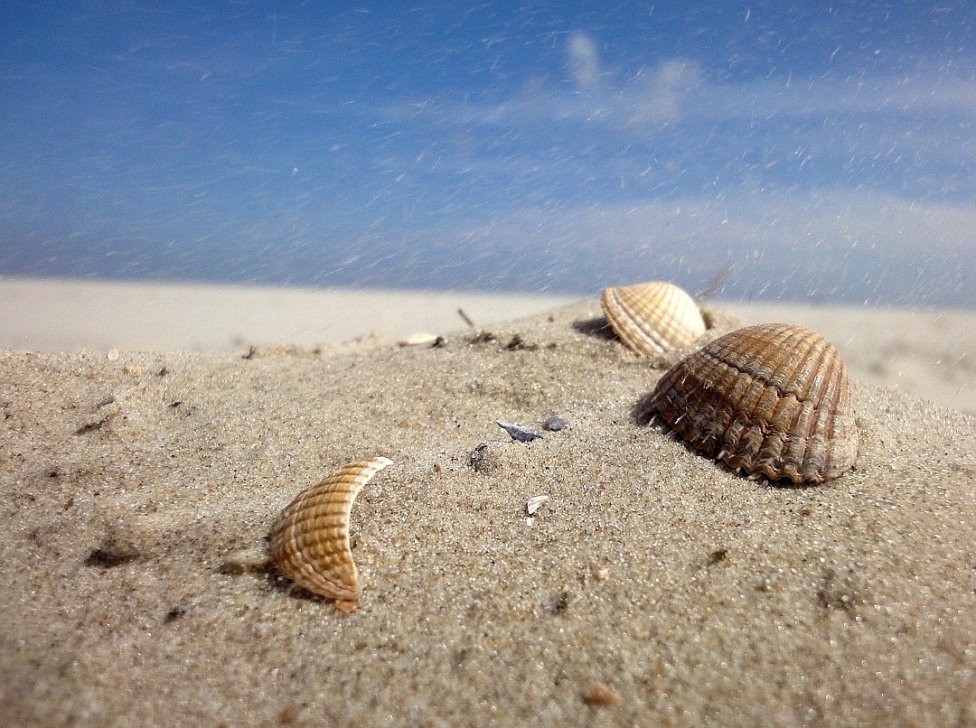 Muscheln – Erinnerungen an den Tag am Meer.