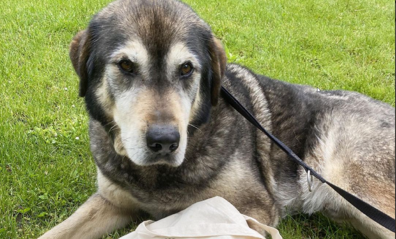 Hund Duman aus NRW soll endlich ein Zuhause finden!