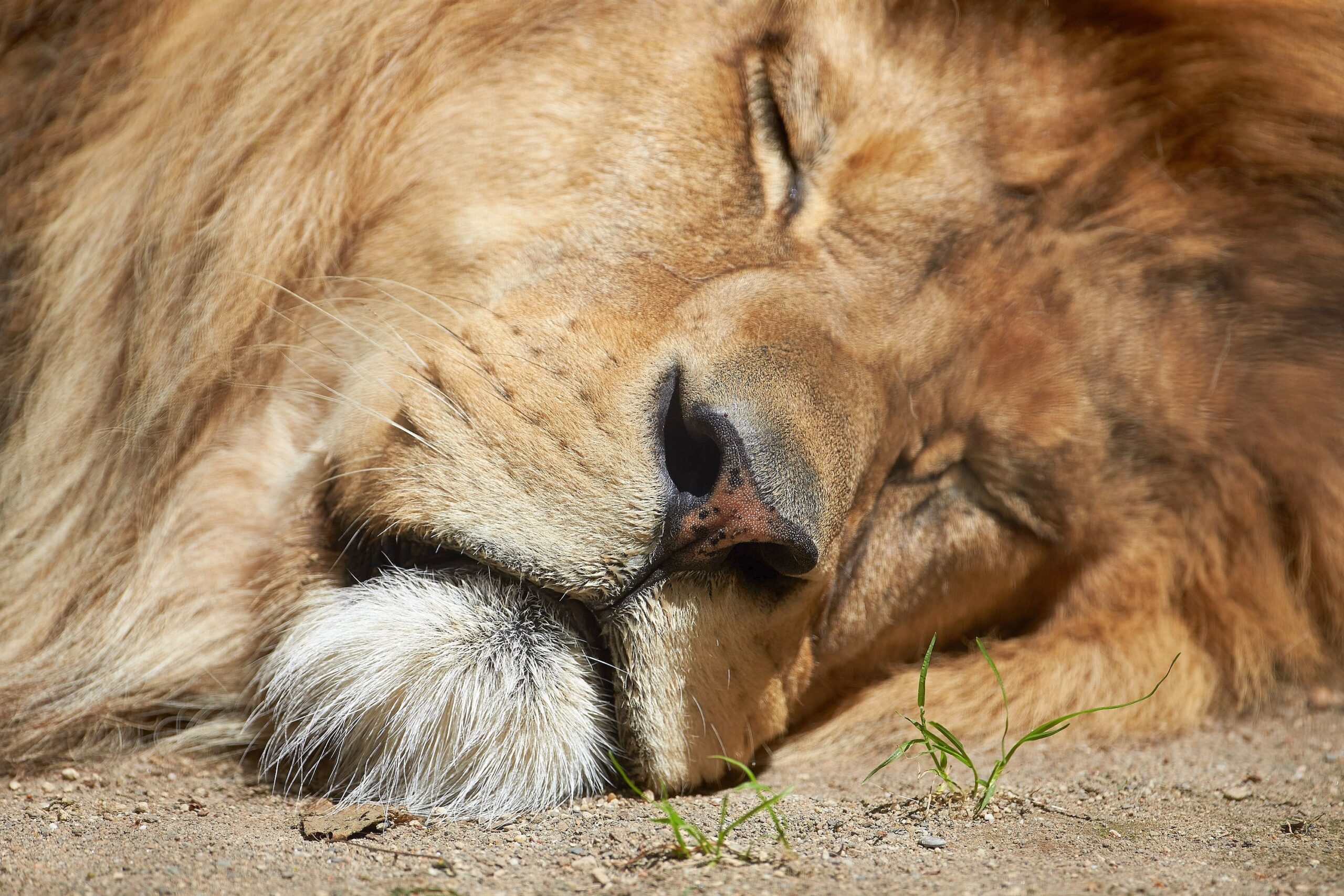So mancher Zweibeiner tut sich mit dem Schlafen bei diesen Temperaturen schwer. Dieser Löwe nicht.