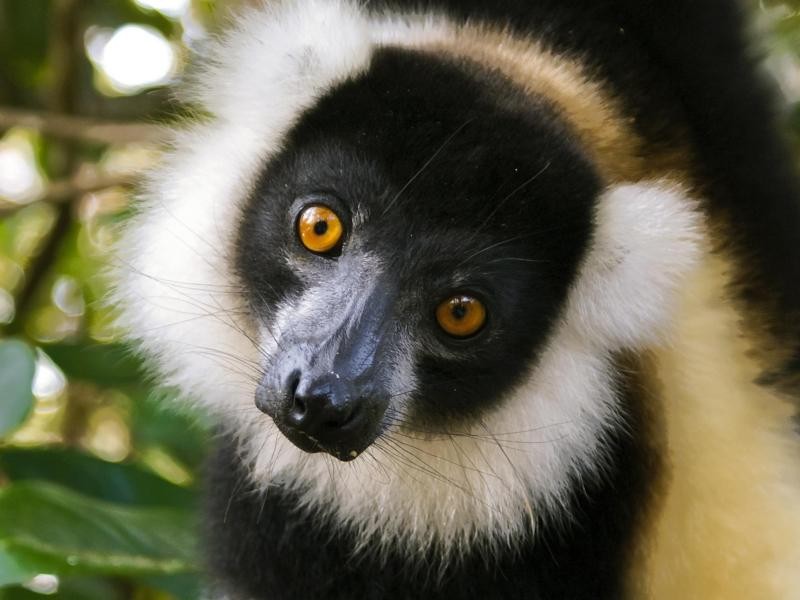 Der Andasibe-Mantadia Nationalpark auf Madagaskar ist eine Heimat der Lemuren. Der Park zählt zum Weltnaturerbe der Unesco.