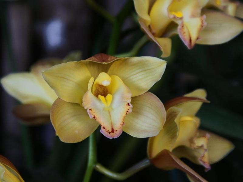 Mehr als nur exotische Tiere: Auch Orchideen gibt es im Andasibe-Mantadia Nationalpark zu bestaunen.