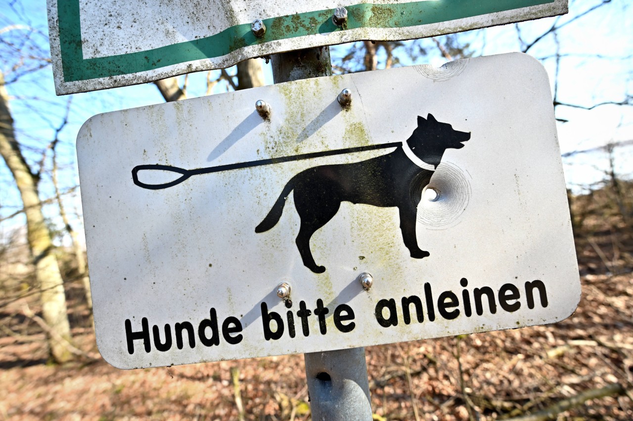 Wer mit seinem Hund in Dortmund Gassi gehen möchte, darf eine Leine nicht vergessen! (Symbolbild)