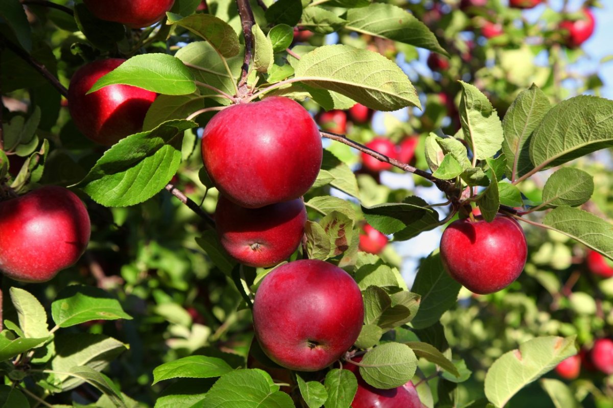 Apfelbaum.jpg