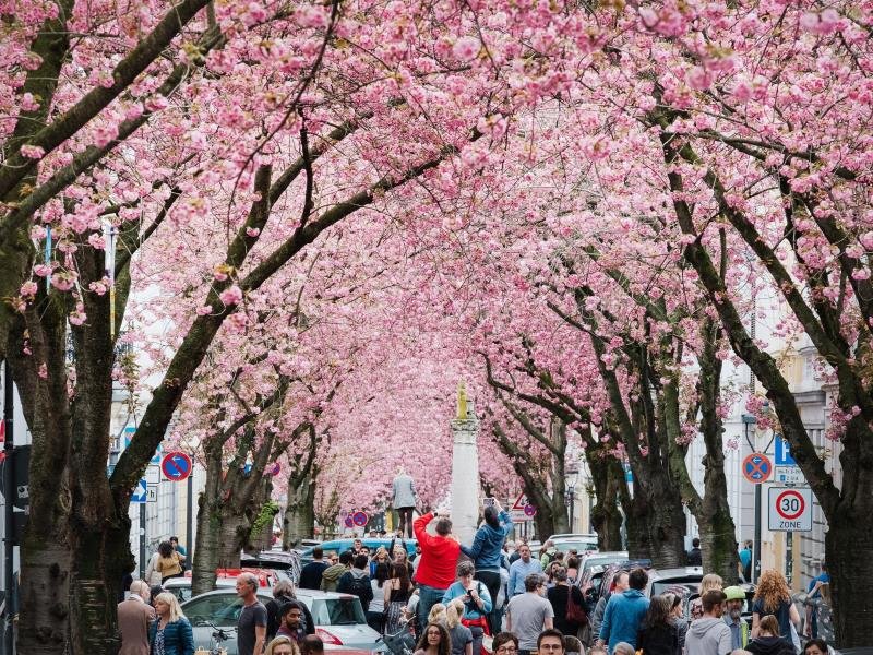 Auf der Heerstraße in Bonn blühen die Kirschblüten. Die Zeit der Kirschblüte lockt alljährlich zahlreiche Zuschauer an.
