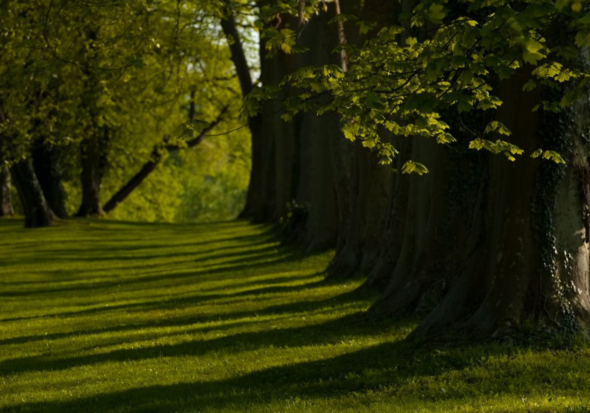 Bäume Schatten Garten.jpg