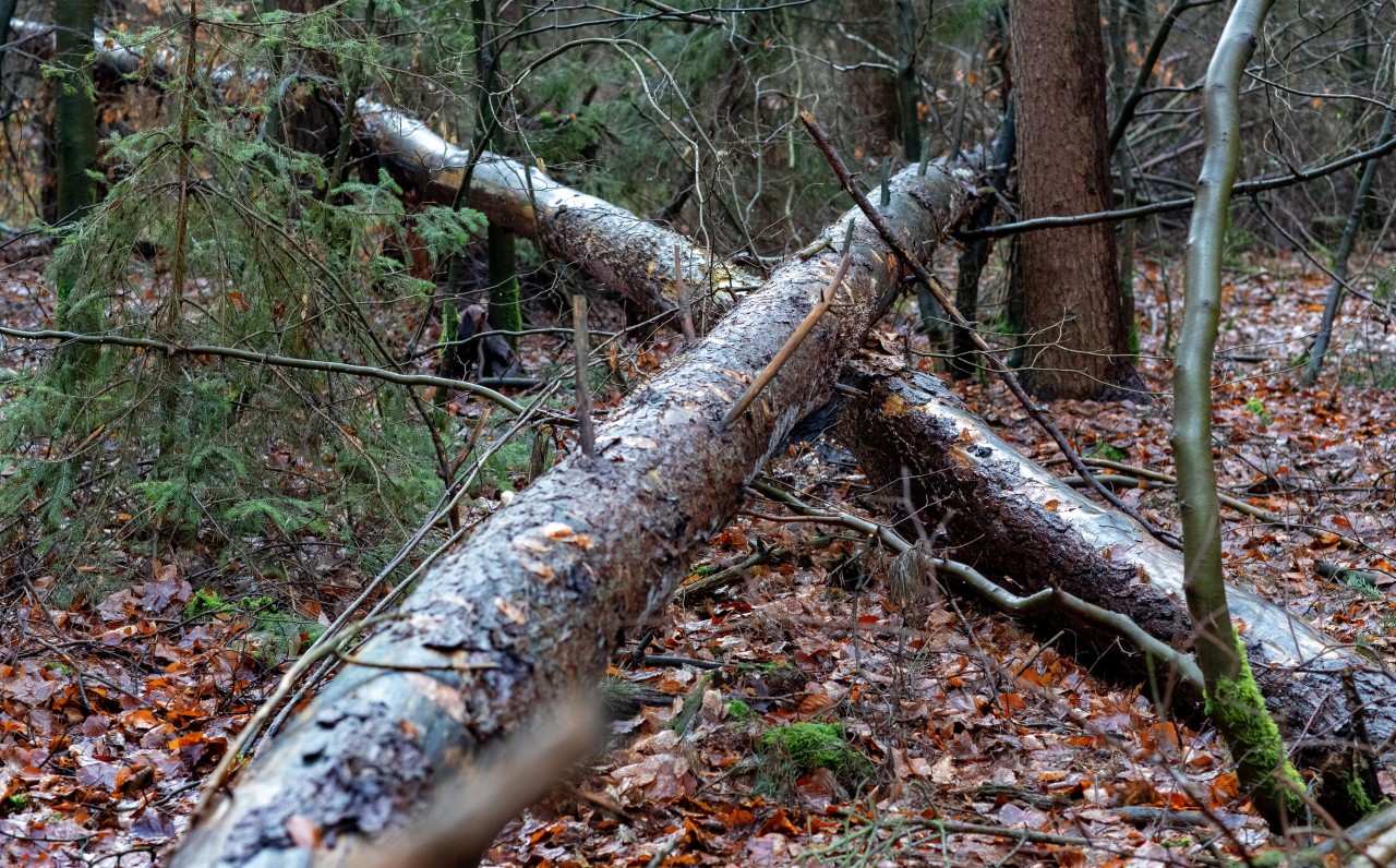 Bäume können durch den Sturm entwurzelt werden. (Symbolbild)