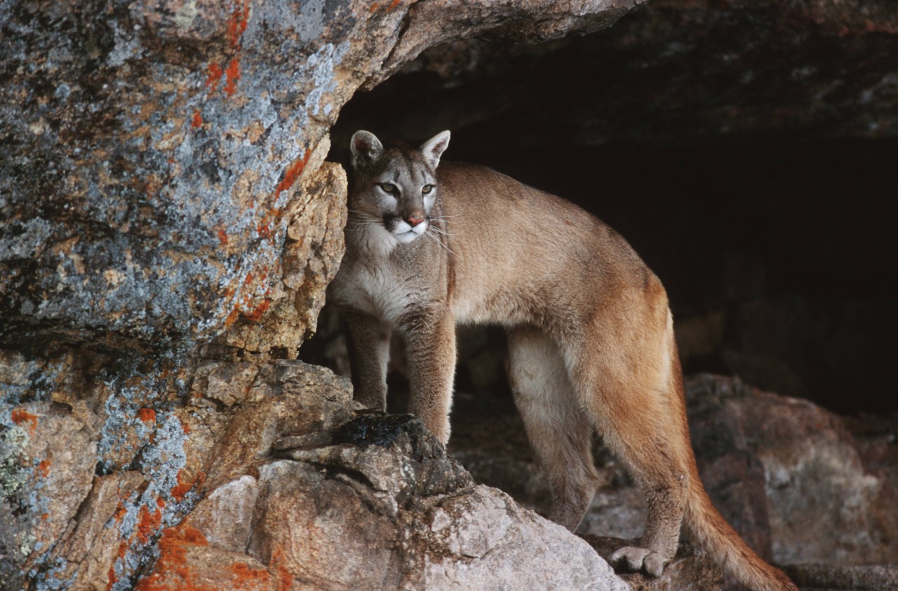 Der Puma ist die viertgrößte Raubkatze der Welt. 