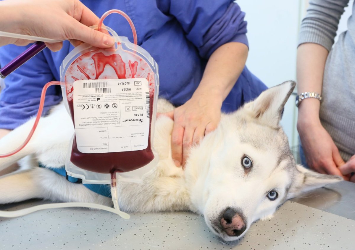 Blutspende bei einem Hund.jpg