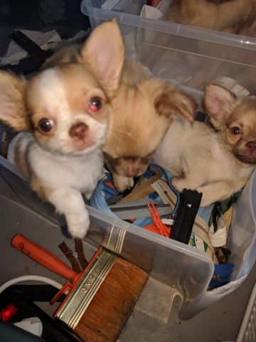 Hast du die beiden gestohlenen Chihuahuas gesehen?